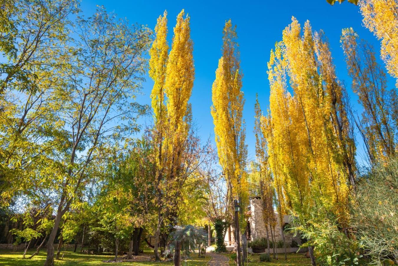 Aromos de Olivares Chacras de Coria Exterior foto